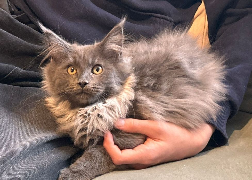 Piękny kocurek OREO Maine coon