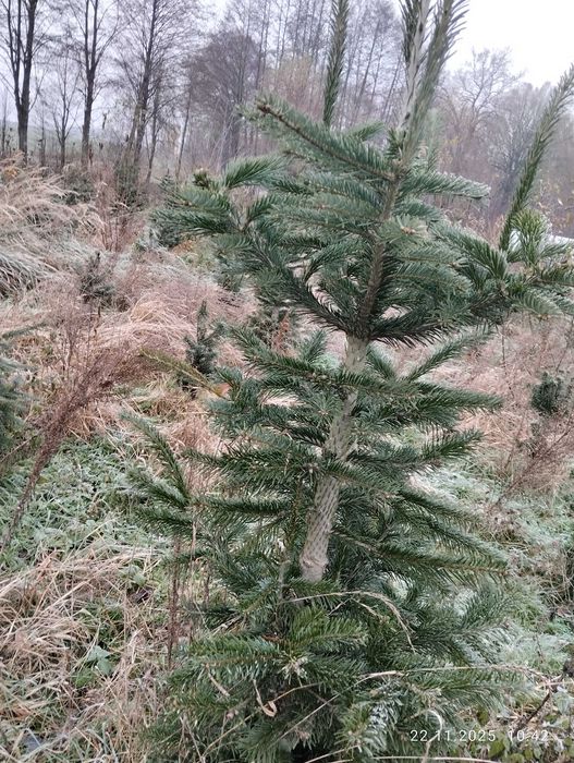 Świerk kaukaski , choinka