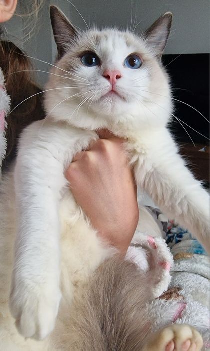 Kotka Ragdoll blue bicolor