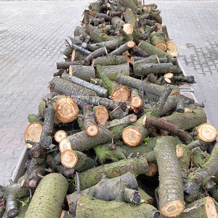 Drzewo wiśniowe -- świeże, do wędzenia