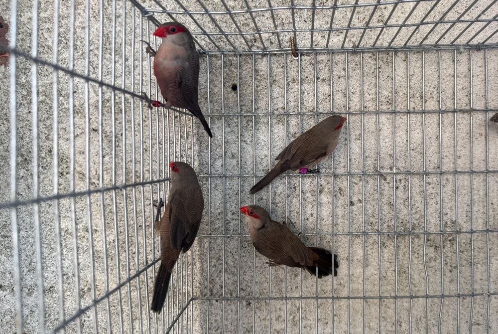 Bico-de-lacre (Criador Legal ICNF)