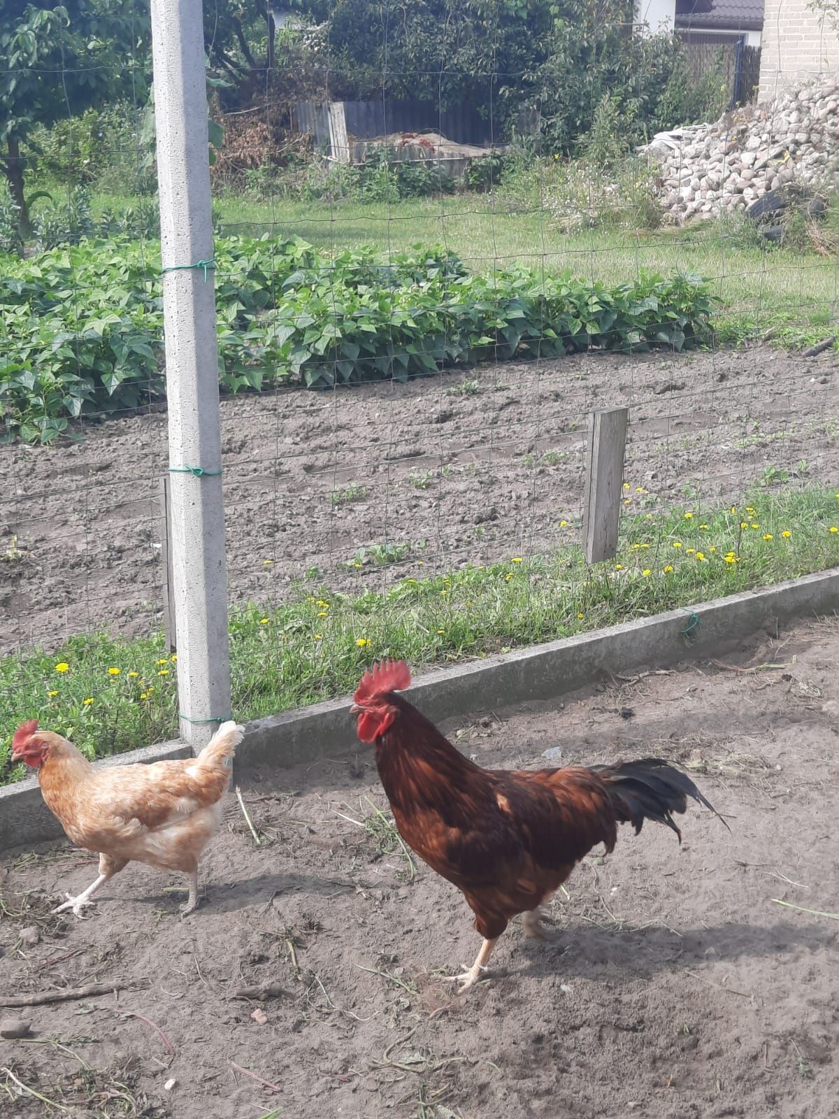 Kogut karmazyn, kogut austrolop