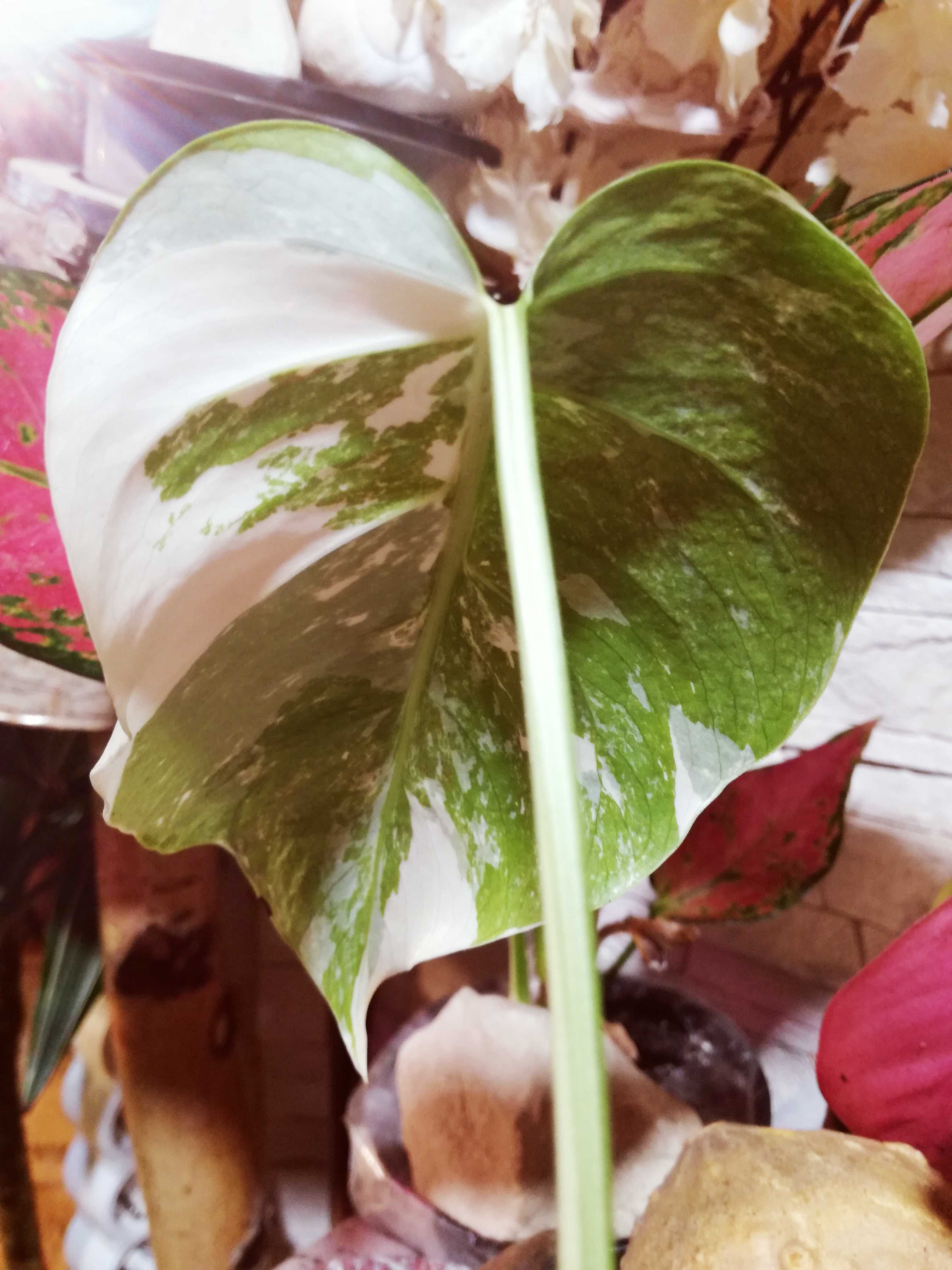 INTERNATIONAL Monstera Albo Variegata filodendron philodendron 1 liść