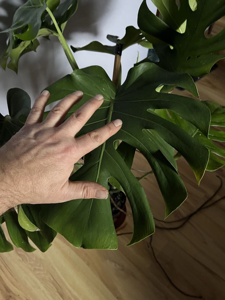 Kwiat Monstera duża