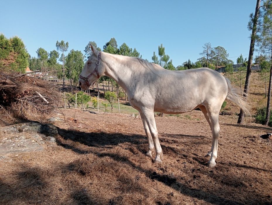 Égua saltos filha lusitanos