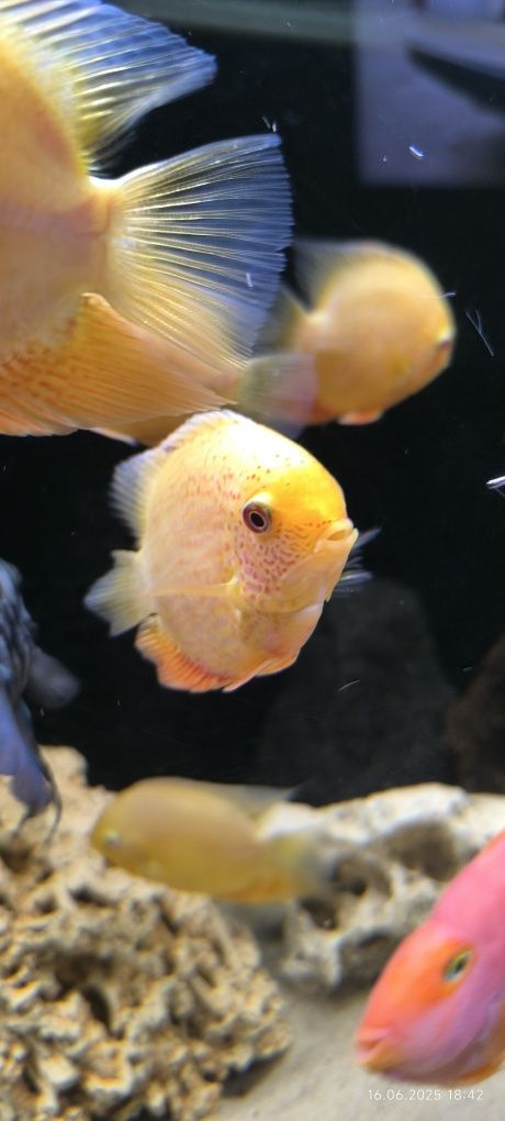 Pielęgnice severum gold