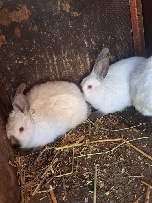 Króliki Kalifornijskie