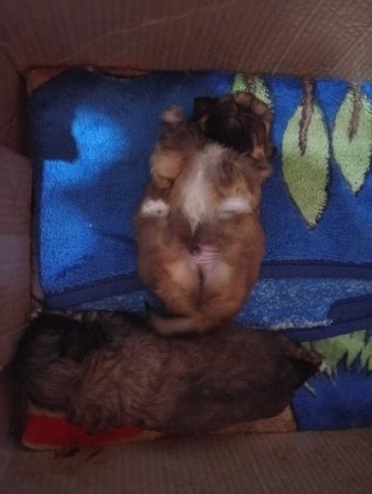 Пікінеси хлопчики