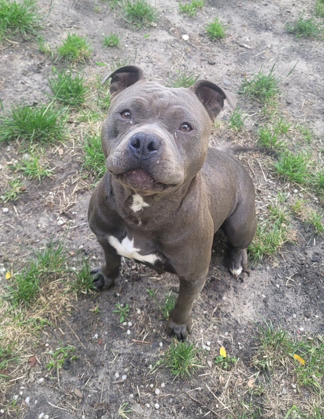 Super suczka Amstaff!