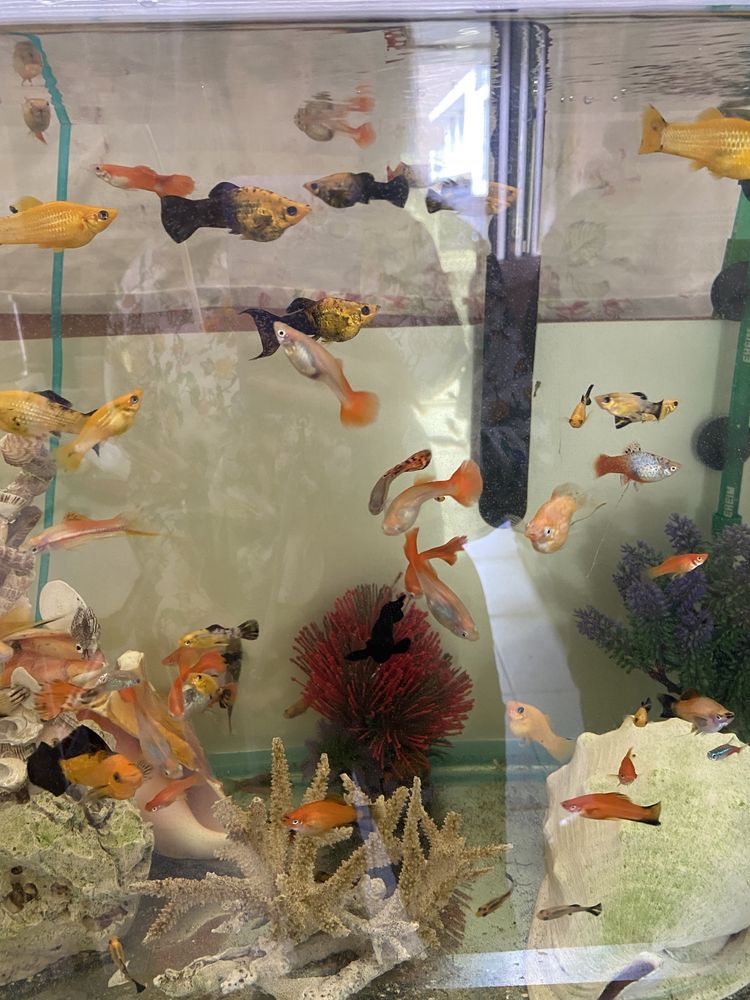 Peixes variados e aquarios