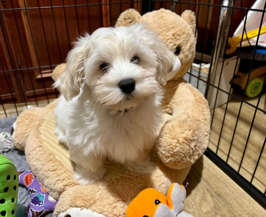 JOWISZ- Hawańczyk z rodowodem ZKwP radosny szczeniak z domowej hodowli