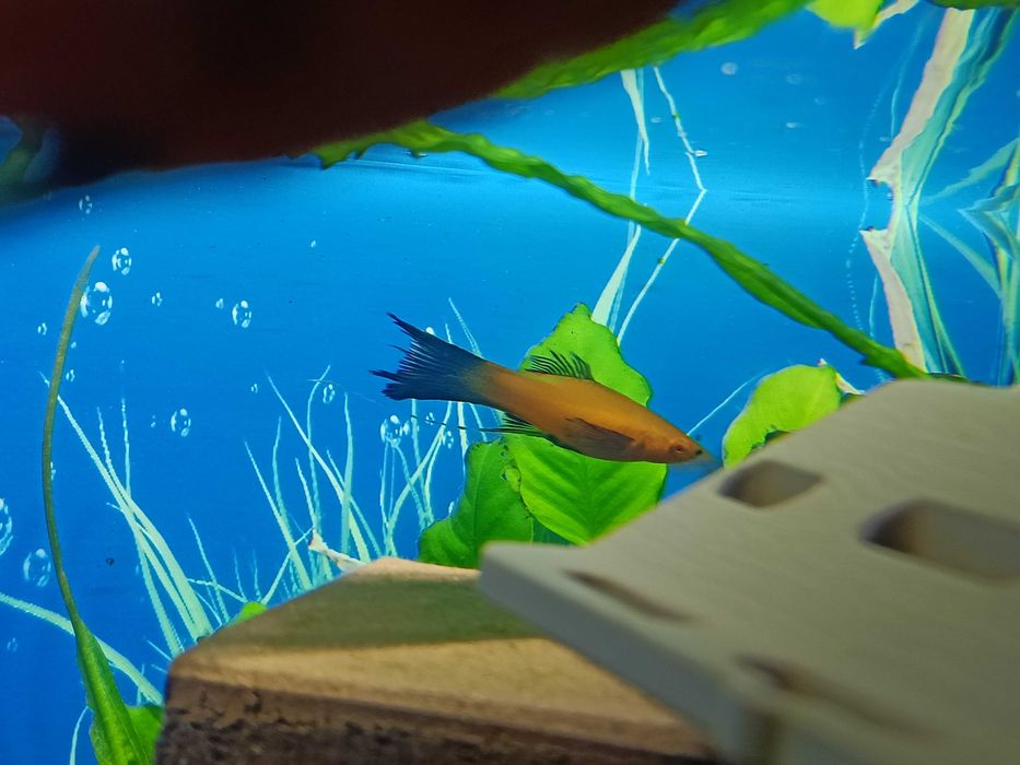 Mieczyki samce, samice mix