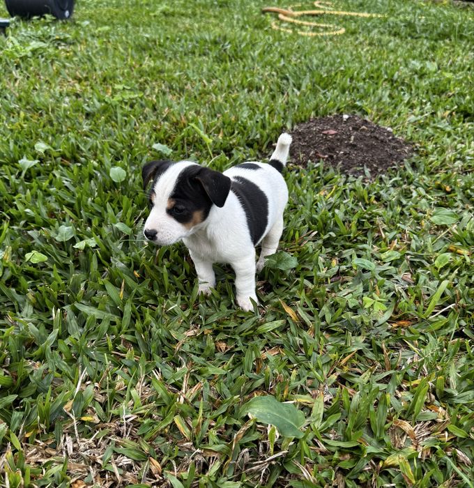 Jack russel terrier