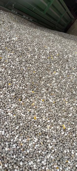 Łubin gorzki do siewu