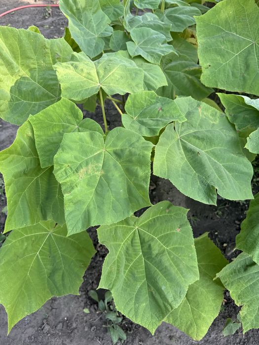 Павловнія морозостійка дворічна