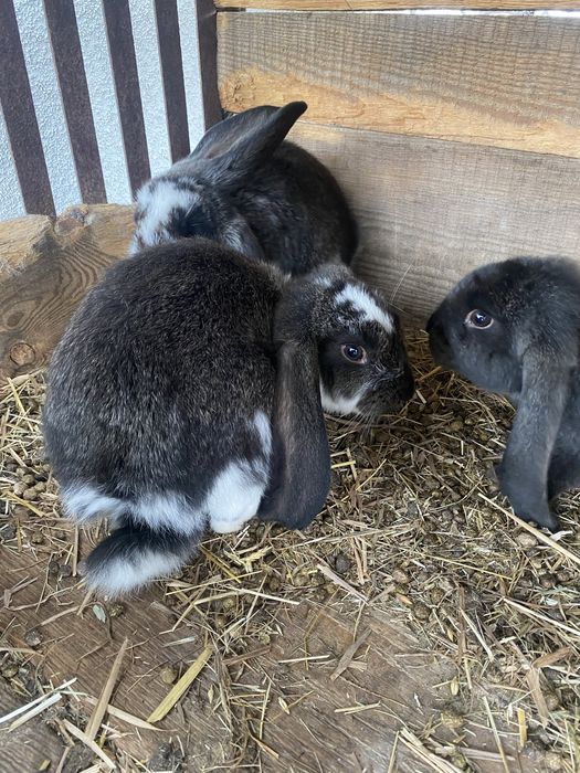 Króliki baran francuski i mieszańce