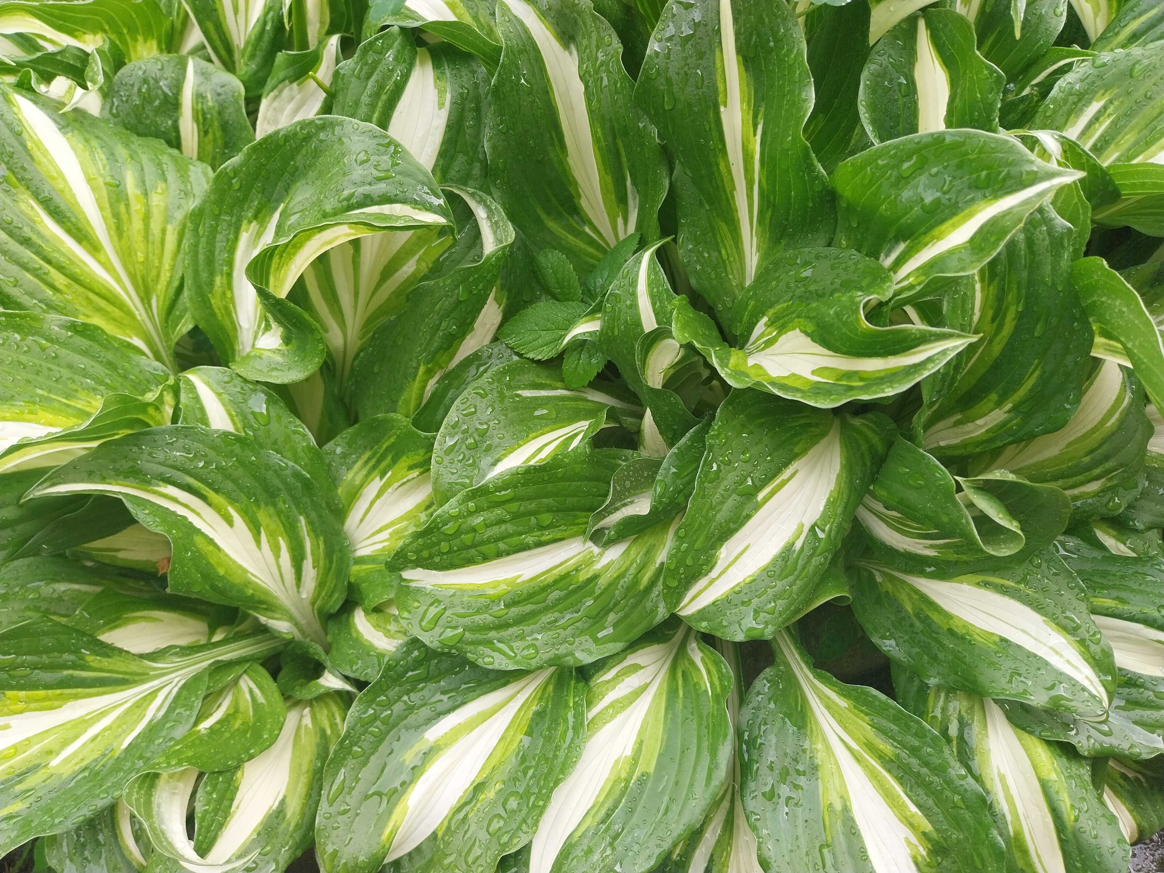 Hosta  funkie bardzo duże 20 sadzonek