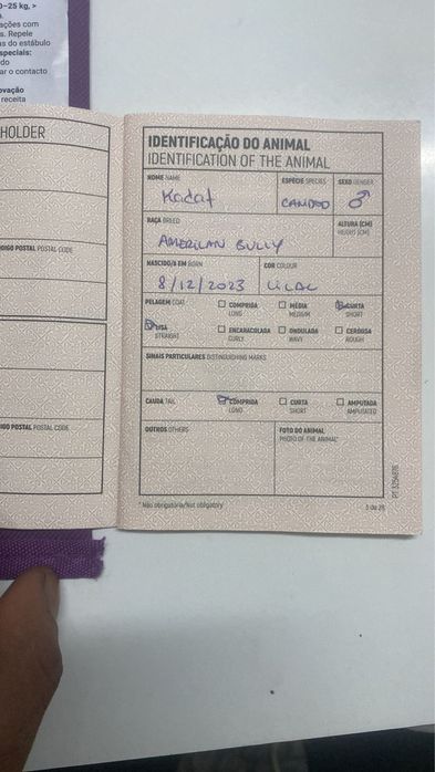 American bully pocket para cruzamento