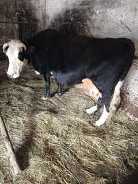 Krowa cielna 8 miesiąc