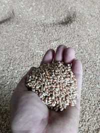 Продам пшеницю в с Киселівка