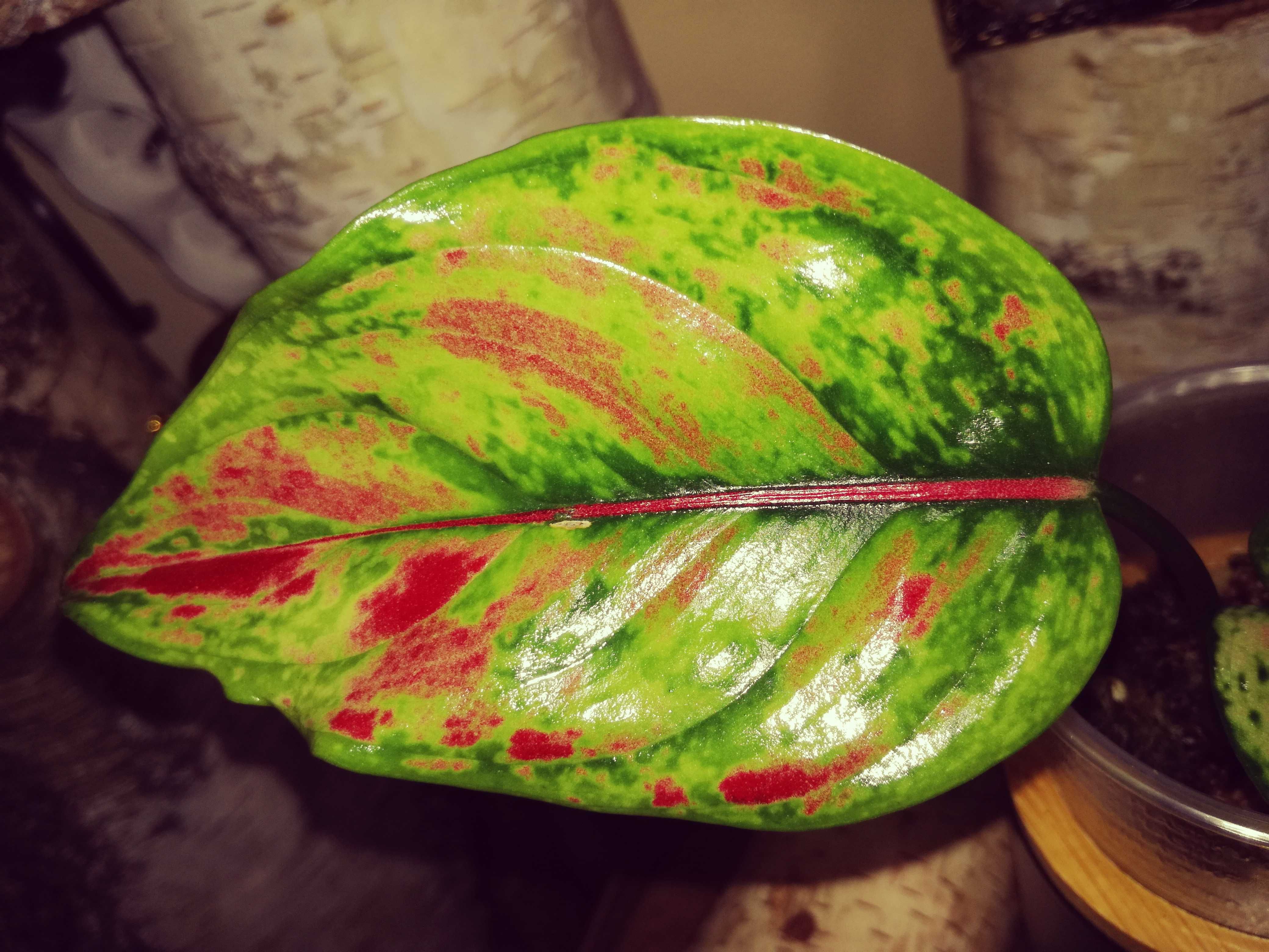 Aglaonema Red Heng Heng sunset Monstera kwiat roślin piękna philodendr