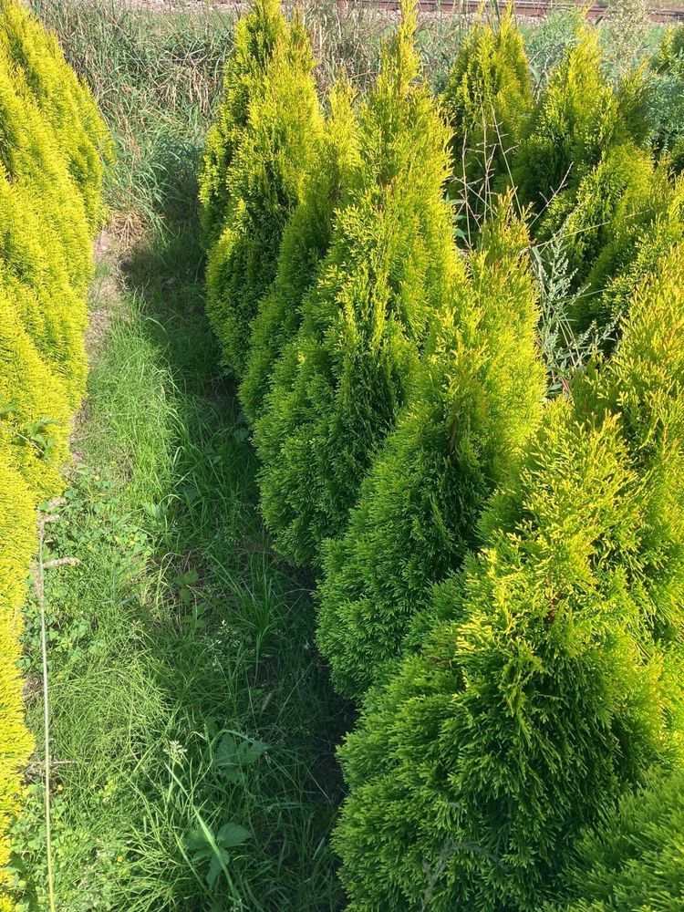 Żółta tuja thuja szmaragd 80-120 cm