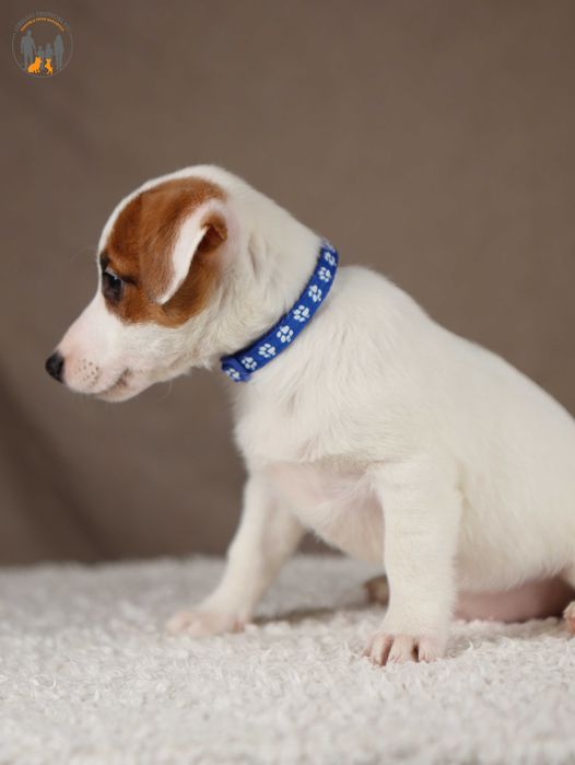 Jack Russell Terrier ZKwP FCI z Paszportem
