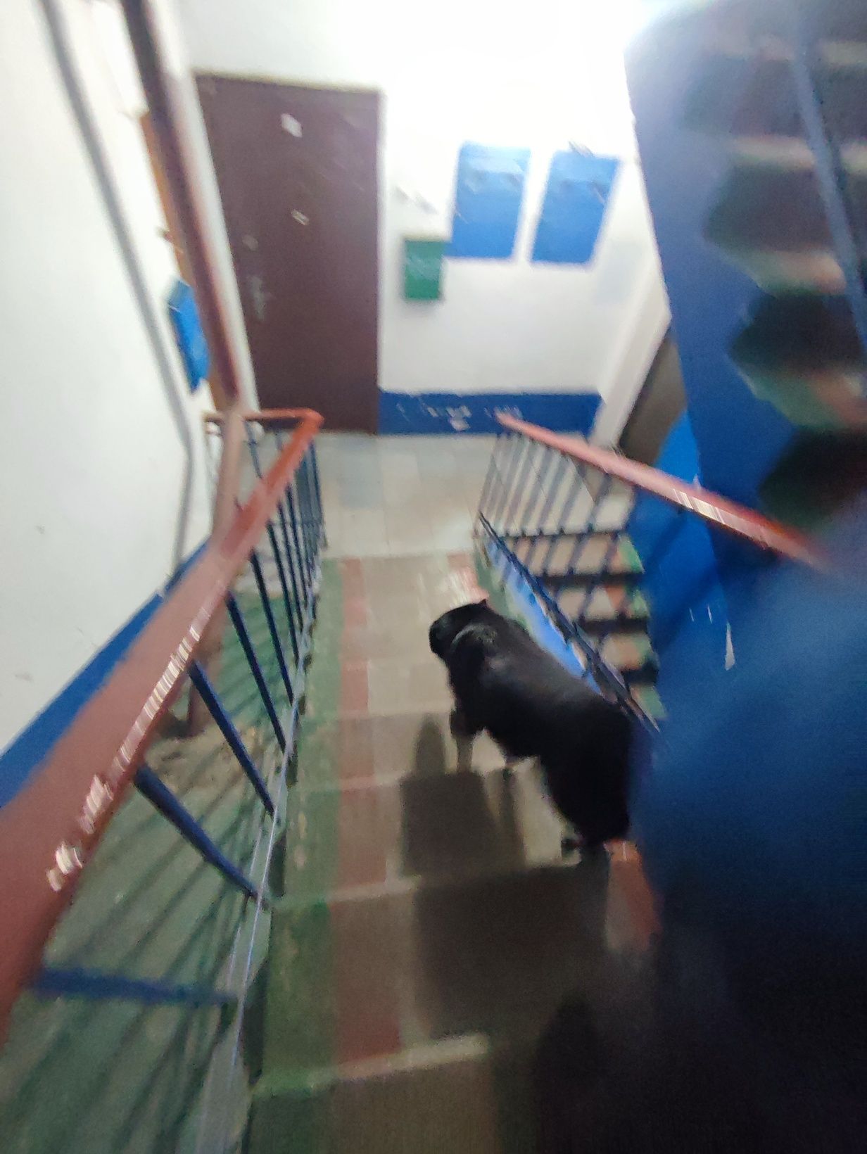 Віддам собаку Лейлу в добрі руки