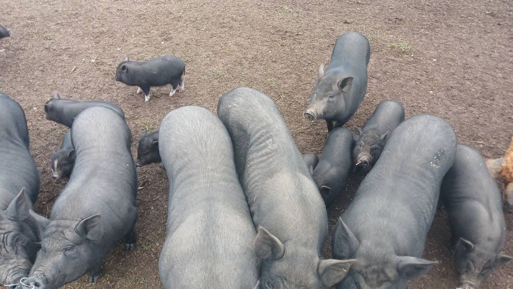 Продам В'ЄТНАМСЬКИХ поросят, тушки, м'ясо!