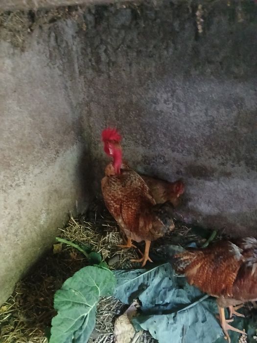 Frangos caseiros e traçados