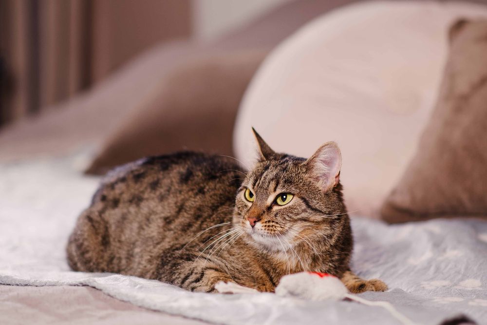 Roczna Bunia szuka domu!