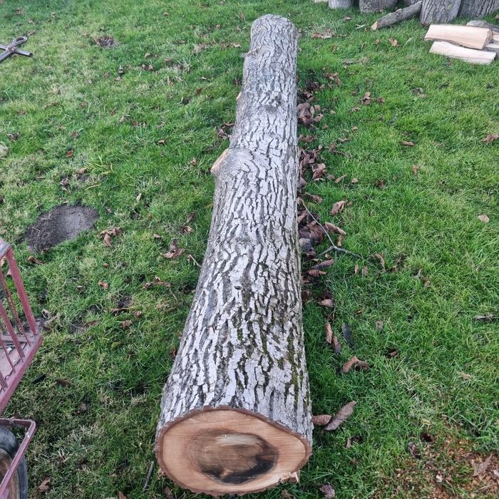 Orzech Drzewo w Klocku