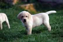 labrador retriever