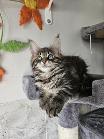 Maine coon pręgowana LAJLA