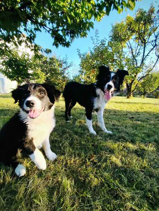 Suczka bordercollie