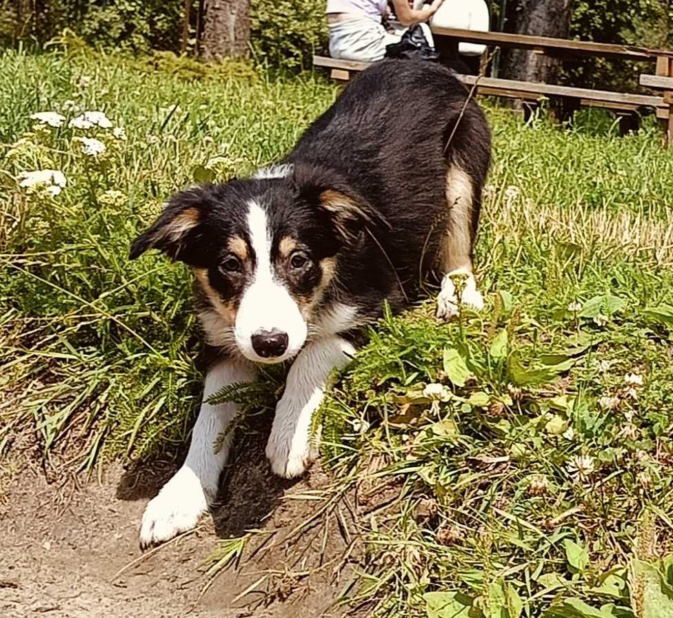 Border collie suczka