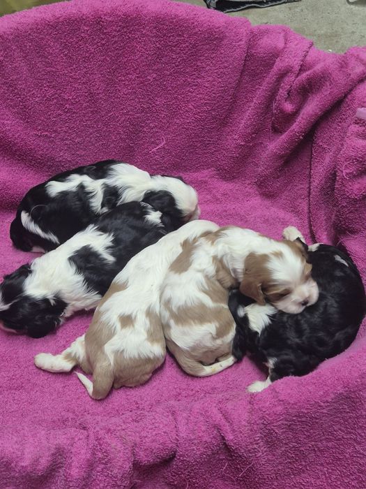 Cavalier King Charles Spaniel chłopaki