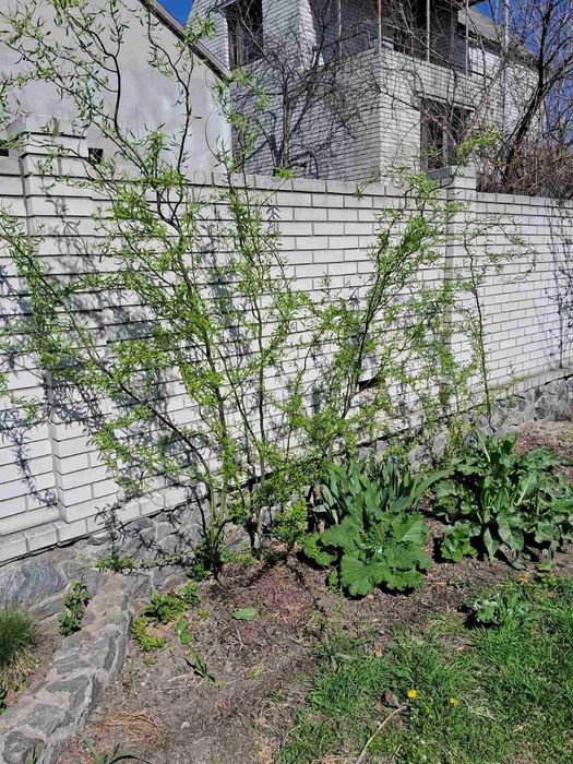 Іва кучерява Мітсудана 2м, 2,5м, 3 м.