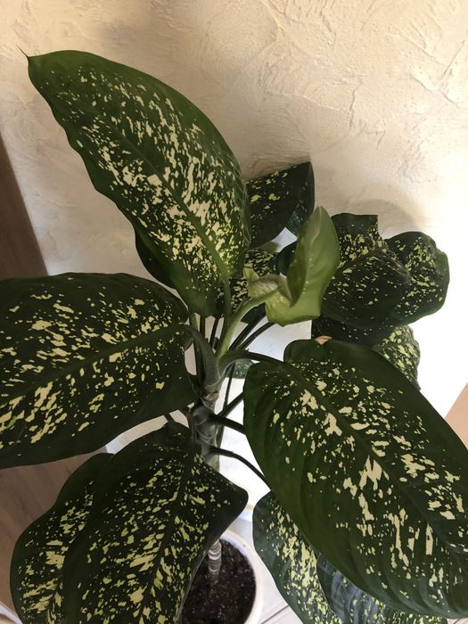 Дифенбахия пятнистая.