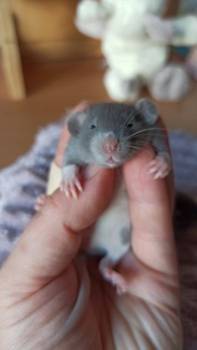 Криси дамбо, голубі дівчатка