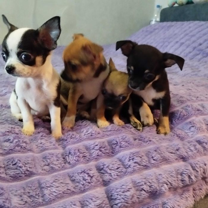 Продам Чихуахуа, дуже грайливі . Народилися 27 серпня