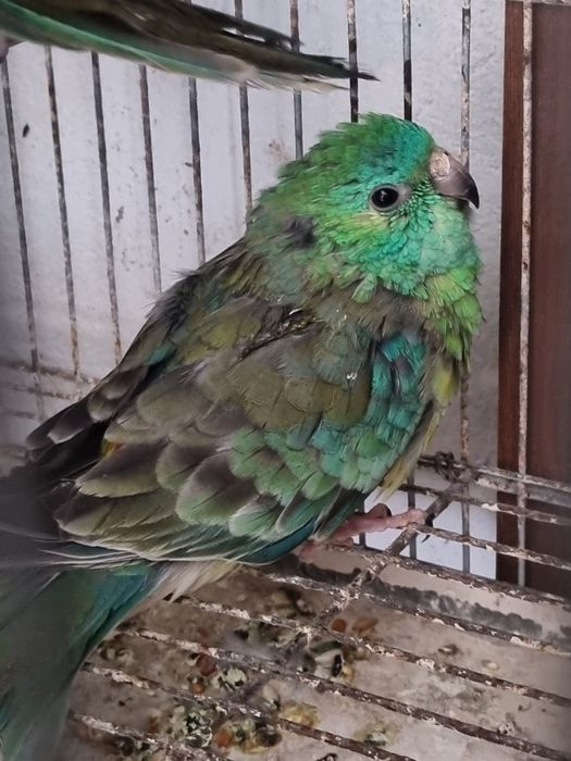 Troco casal red rumped 2025 por casal bourkes