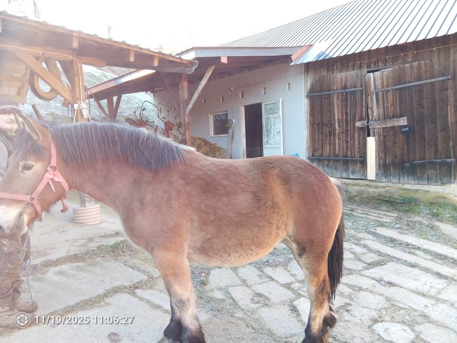 Klacz źrebica zimnokrwista