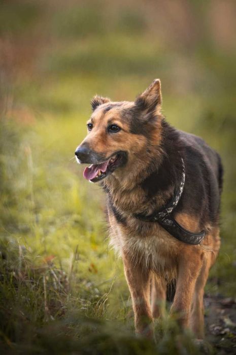 Hela - prześliczna suczka w typie owczarka ADOPCJA