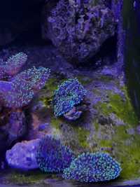 Rhodactis green fluo koralowiec akwarium morskie
