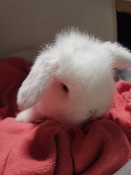 Sprzedam króliczki miniaturki mini lop baranki.