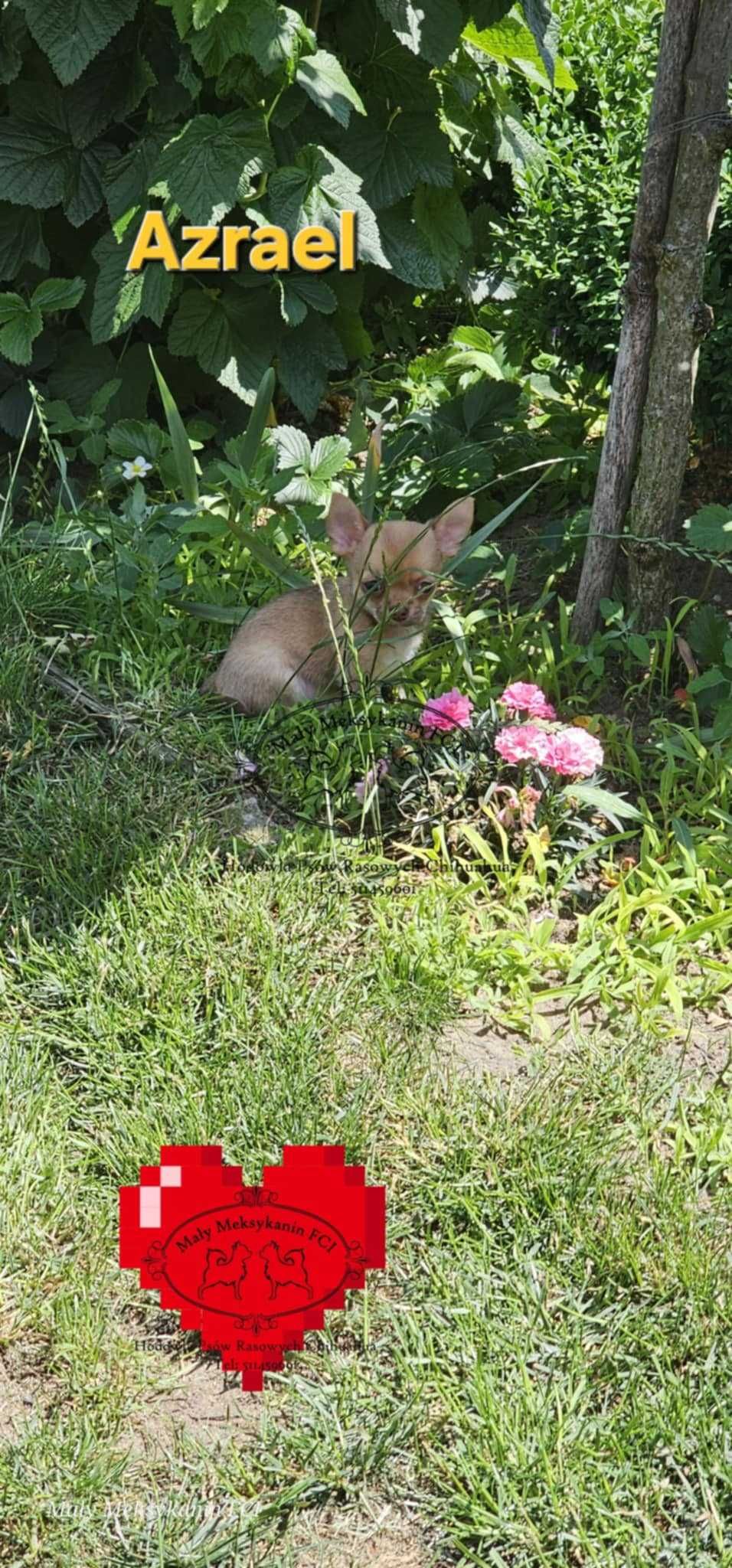 Chihuahua krótkowłosa  z metryką ZKwP FCI