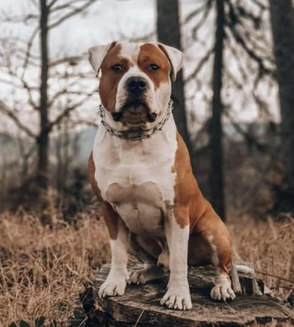 Amstaff  z rodowodem do adpocji