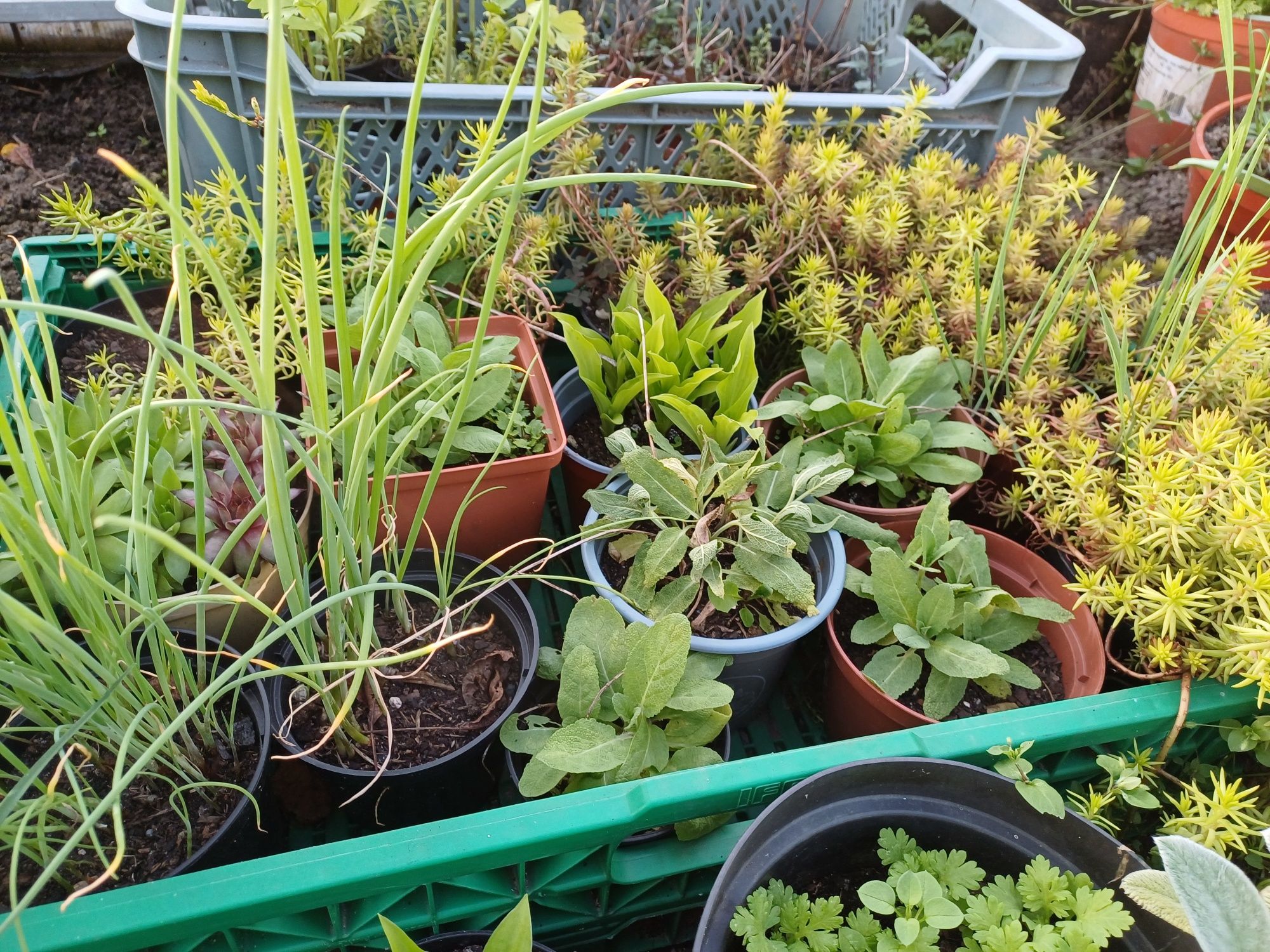 Kwiaty,aksamitka, byliny ,firletka,hosta,jeżówka.