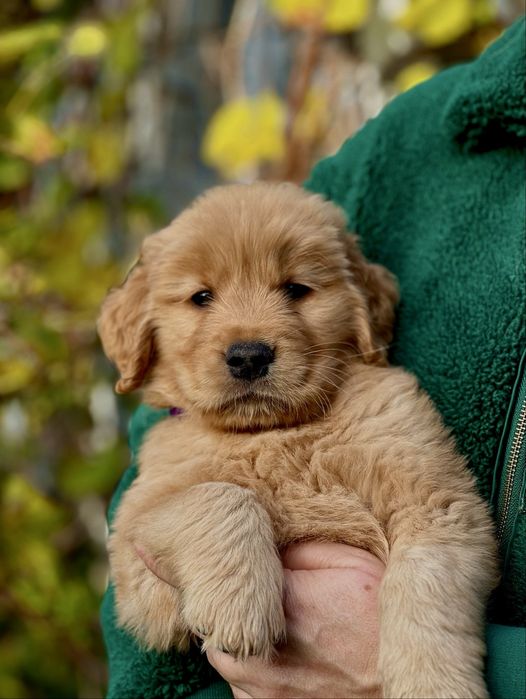 Golden Retriever ZKwP FCI szczeniak- pies linia amerykańska